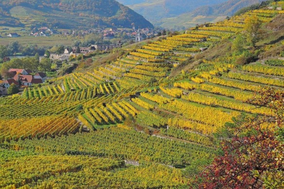 Herbstliche Weinlandschaft Dürnstein (c) Donau Niederösterreich Michael Bernleitner