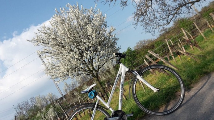 Radfahren zur Kirschblüte © NTG Angela Göschl